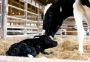 Krowy po porodzie potrzebują wsparcia
