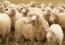 Zrównoważona produkcja owiec i kóz