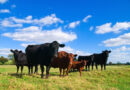 „Poprawa pozycji konkurencyjnej rolników dzięki ograniczeniu roli pośredników w łańcuchu produkcji wołowiny”