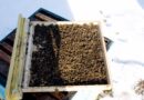 Pszczelarze czekają na wiosnę