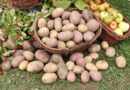 Ziemniak… sukces tkwi w odmianie